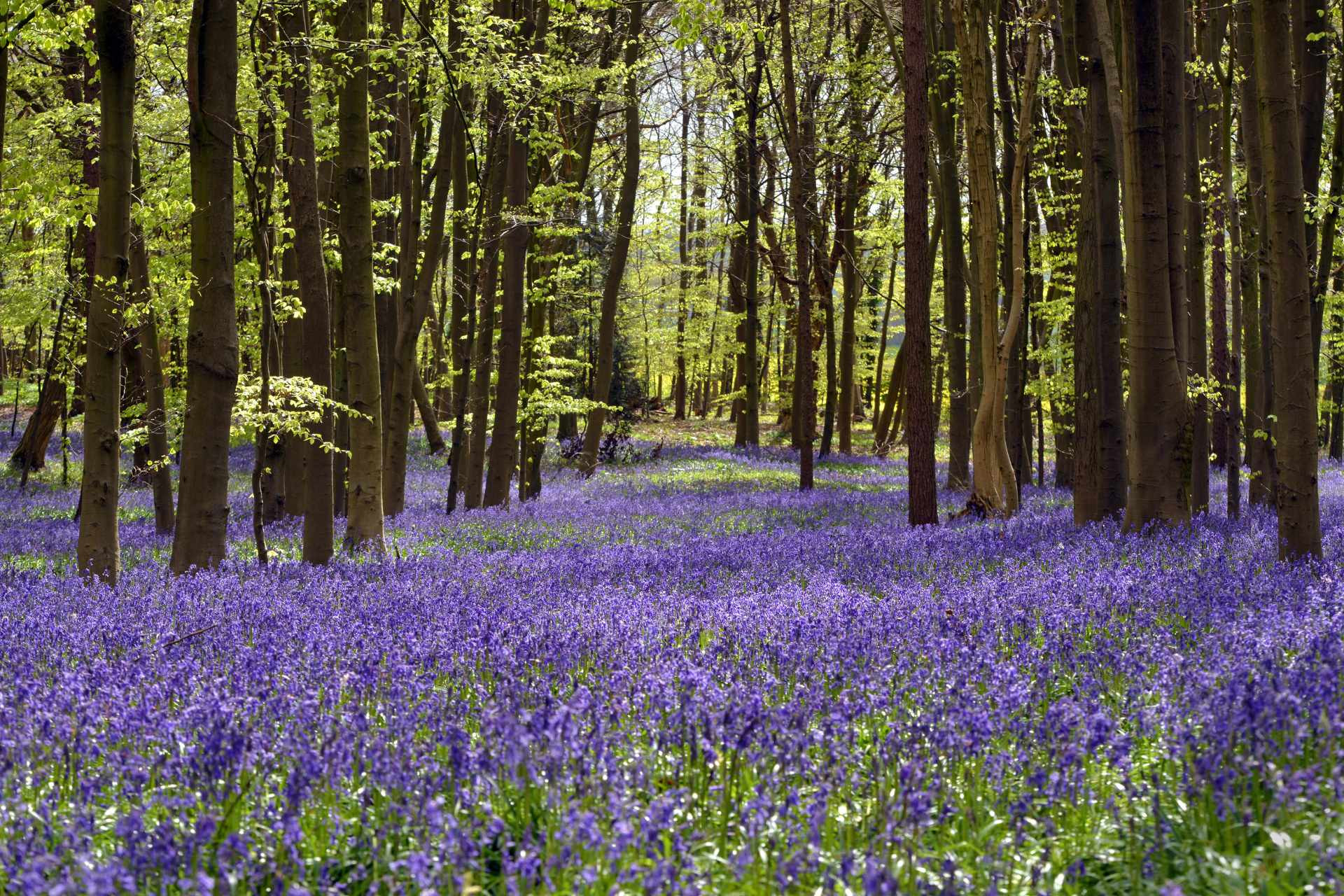 Struinen door het bos